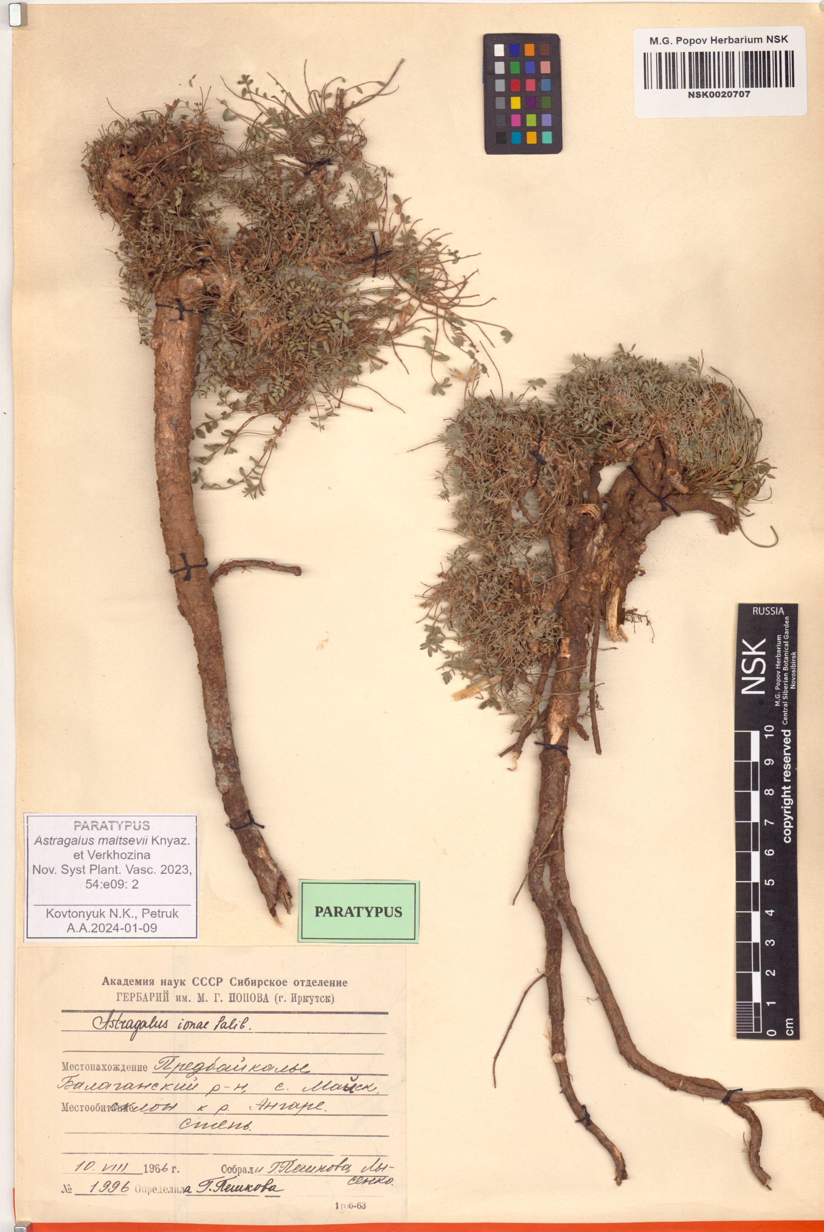 Триба Potentilleae (за исключением Alchemilla; Rosaceae) во флоре  Республики Дагестан