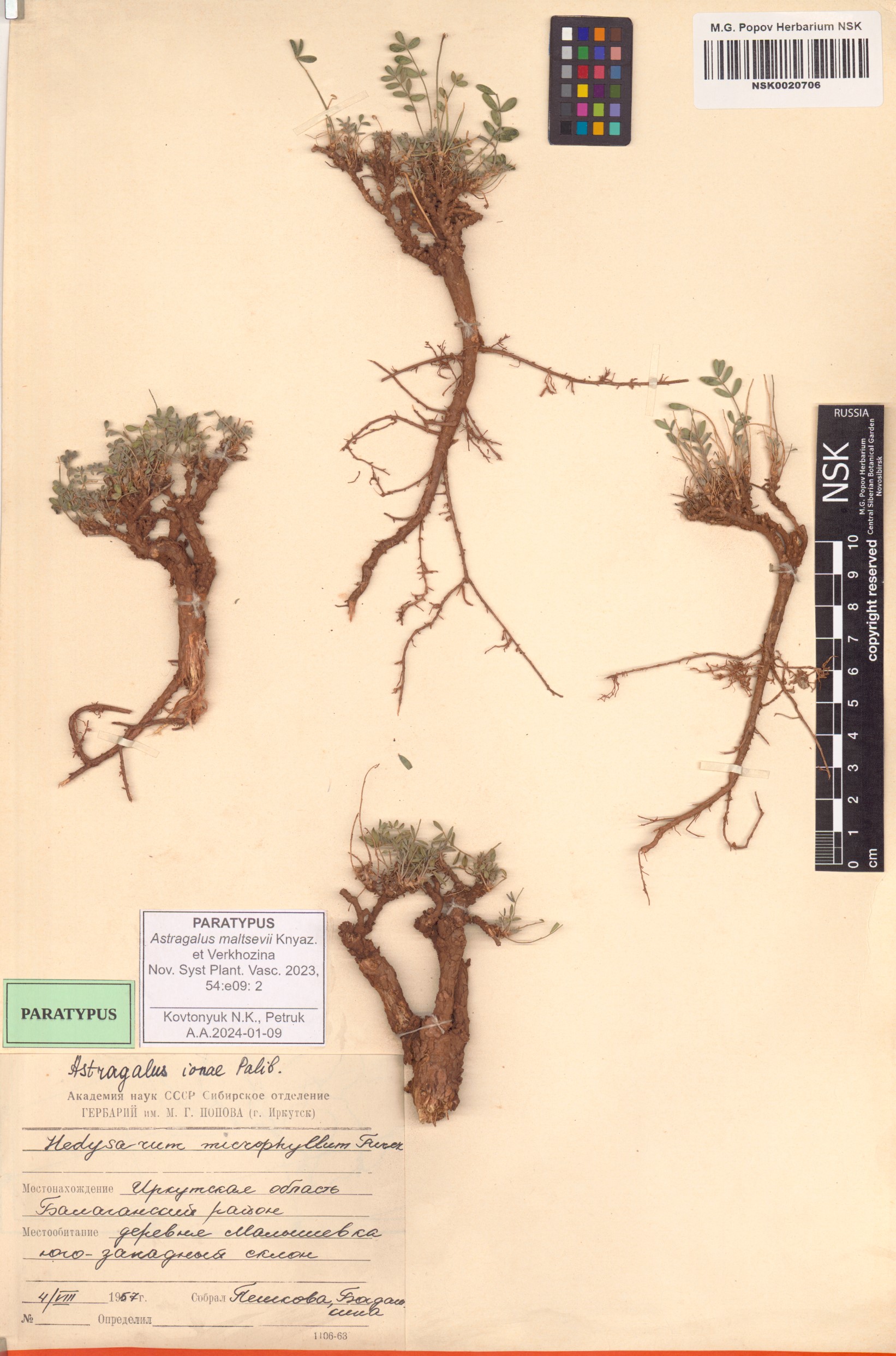 Триба Potentilleae (за исключением Alchemilla; Rosaceae) во флоре  Республики Дагестан