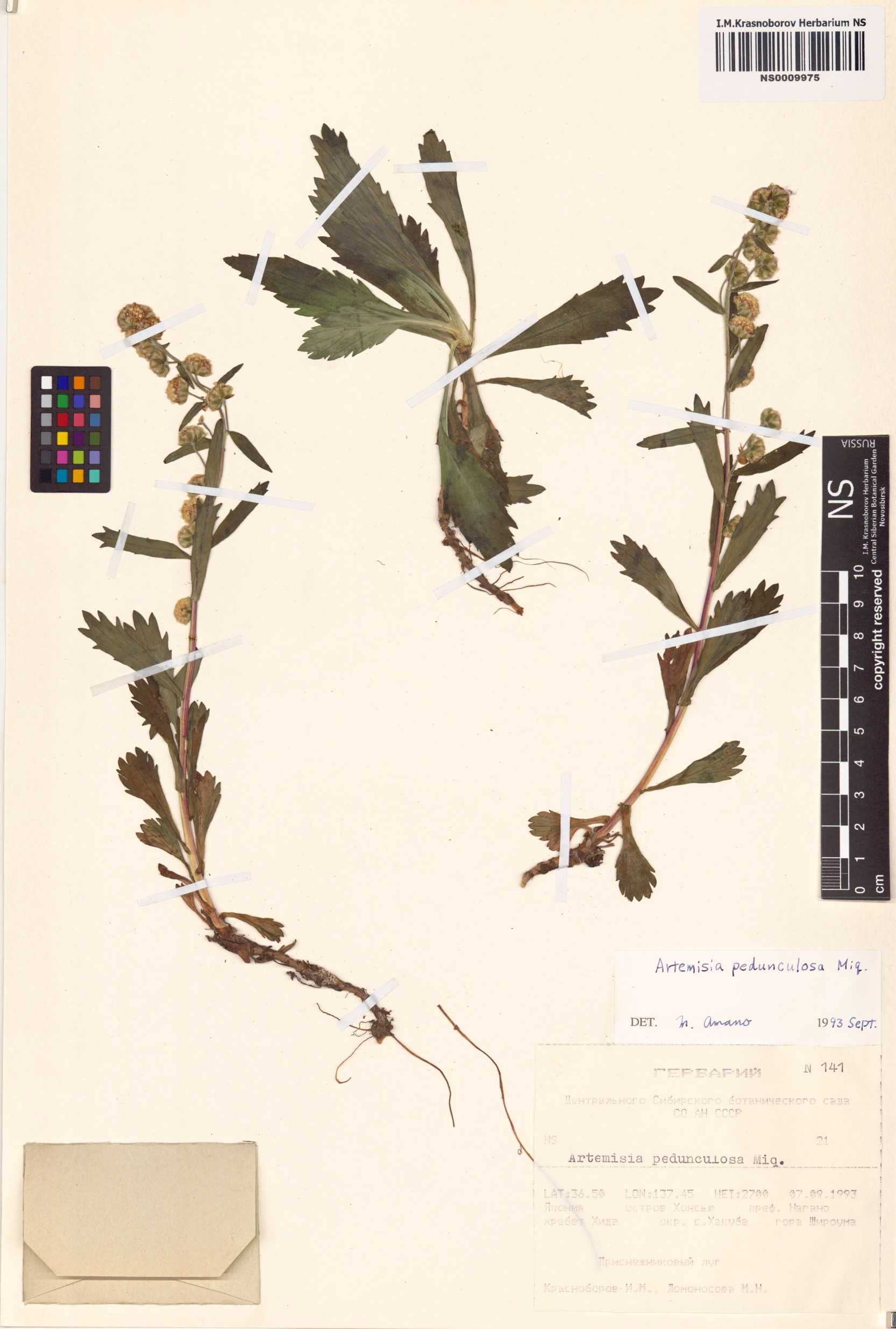 Artemisia pedunculosa